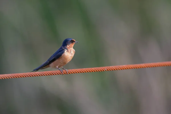 Schwalbenvogel Bei Richmond Kanada — Stockfoto