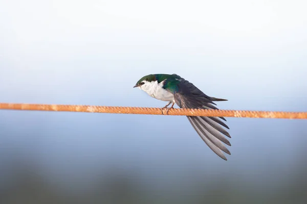 Golondrina Verde Violeta Richmond Canadá — Foto de Stock