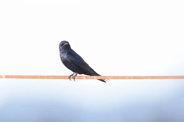Purple Martin Swallow Richmond Canada — Stok Foto