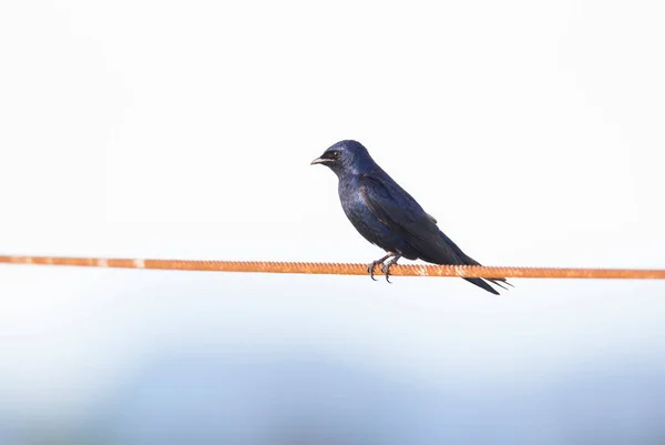 Purple Martin Swallow Richmond Canada — Stok Foto