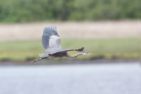 Flygande Stor Blå Heron Richmond Kanada — Stockfoto