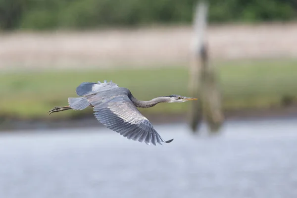 Vliegende Grote Blauwe Reiger Bij Richmond Canada — Stockfoto