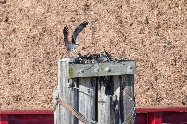 Osprey Aterrizando Nido Richmond Canada — Foto de Stock