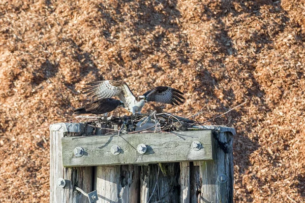 Osprey Aterrizando Nido Richmond Canada —  Fotos de Stock