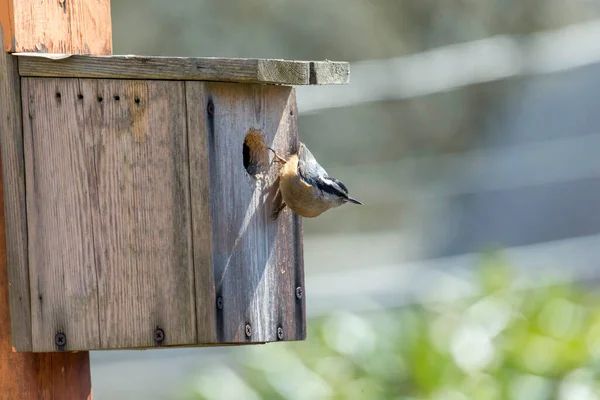 Red Breasted Nuthatch Anidando Vancouver Canada — Foto de Stock