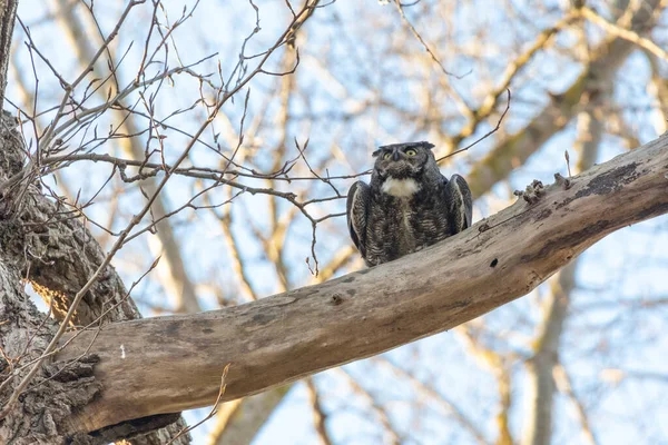 Great Horned Owl Delta Canada — Stock Photo, Image