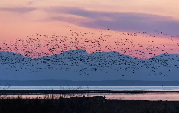 Золотой Час Птицами Delta Canada — стоковое фото