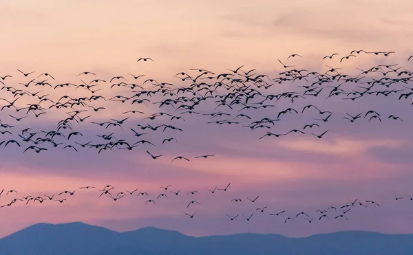 デルタでの鳥の群れと黄金の時間Bcカナダ — ストック写真