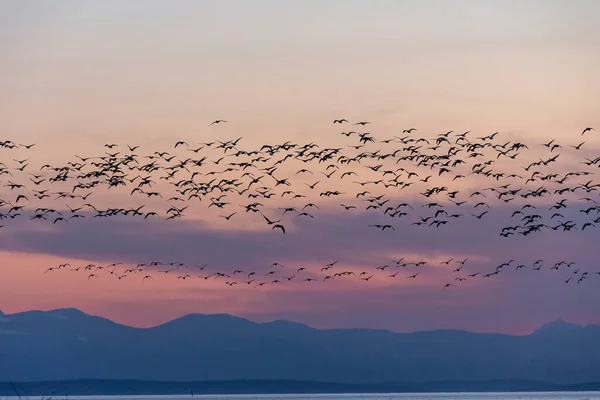 Delta Kanada Kuşlarla Dolu Altın Saat — Stok fotoğraf
