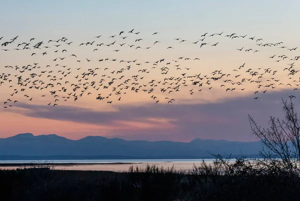 Horaire Doré Avec Troupeau Oiseaux Delta Canada — Photo