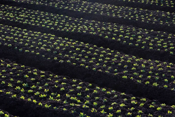 Farm Land Háttér Delta Kanada — Stock Fotó