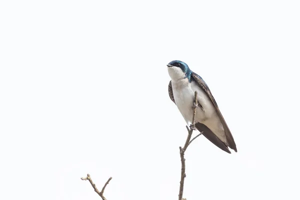 リッチモンドの木は鳥を飲み込む Canada — ストック写真