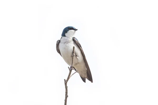 リッチモンドの木は鳥を飲み込む Canada — ストック写真