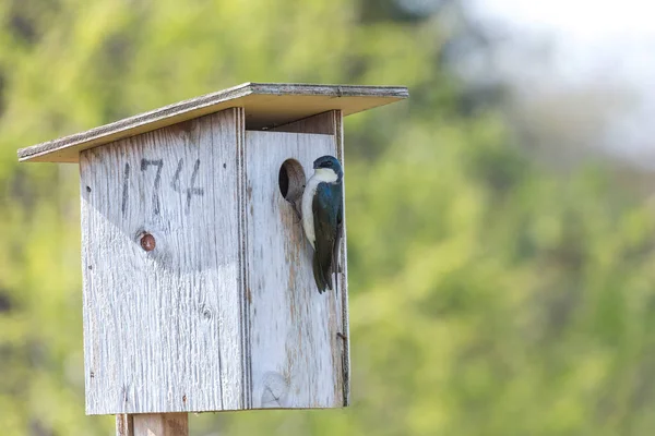 Tree Swallow Bird Richmond Canada — Stock Photo, Image