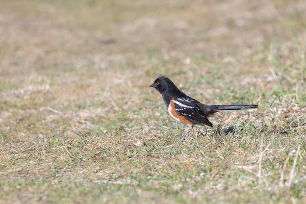 リッチモンドで鳥類を発見 Canada — ストック写真