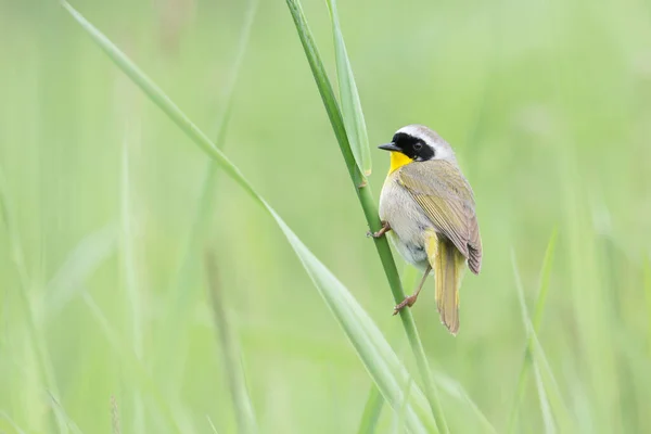 コキットラムの一般的な黄色い喉の鳥 Canada — ストック写真