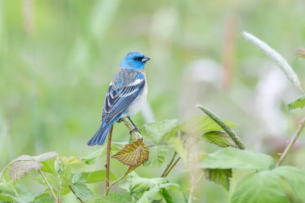 Male Lazuli Bunting Coquitlam Canada — Stock Photo, Image