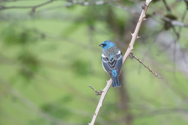 Erkek Lazuli Kiraz Kuşu Coquitlam Kanada — Stok fotoğraf