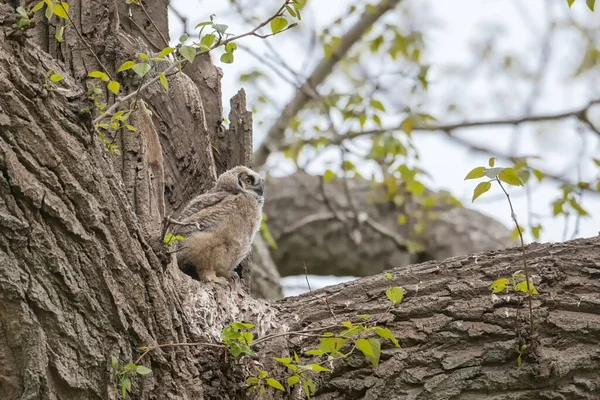 Μεγάλη Φωλιά Κουκουβάγιας Και Owlet Στο Delta Καναδάς — Φωτογραφία Αρχείου