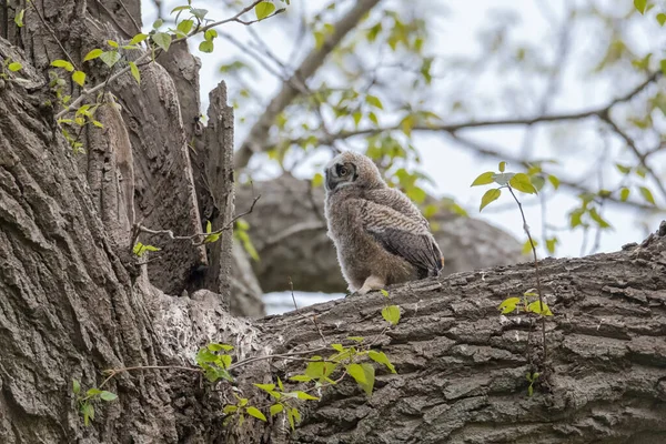 Grand Hibou Cornu Nichent Louent Delta Canada — Photo