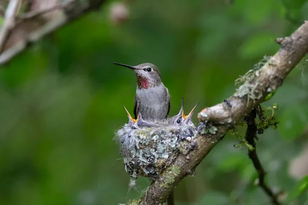 Nido Colibríes Anna Delta Canada —  Fotos de Stock