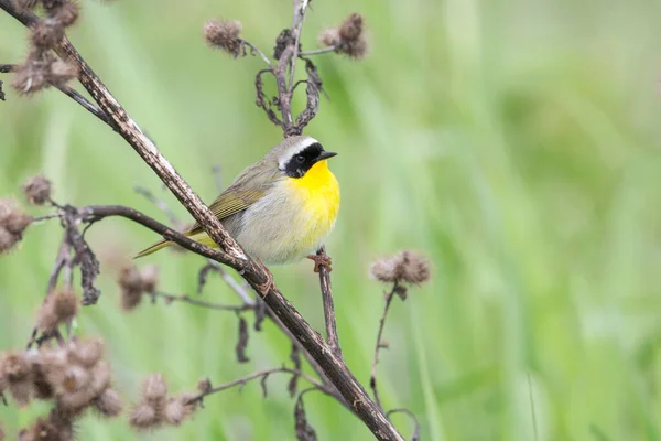 コキットラムの一般的な黄色い喉の鳥 Canada — ストック写真