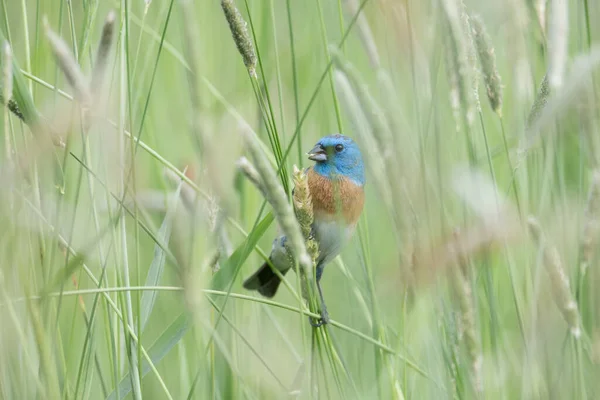 Man Lazuli Bunting Coquitlam Kanada — Stockfoto