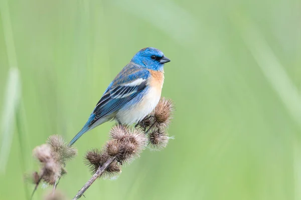 Mężczyzna Lazuli Bunting Coquitlam Kanada — Zdjęcie stockowe