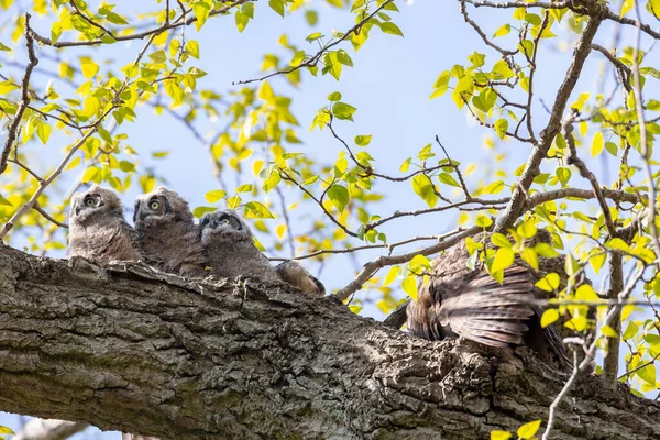 Μεγάλη Φωλιά Κουκουβάγιας Και Owlet Στο Delta Καναδάς — Φωτογραφία Αρχείου