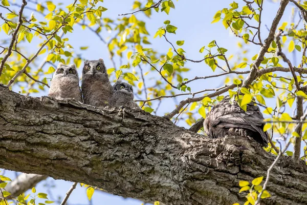 Büyük Boynuzlu Baykuş Yuvası Baykuşçuğu Delta Kanada — Stok fotoğraf