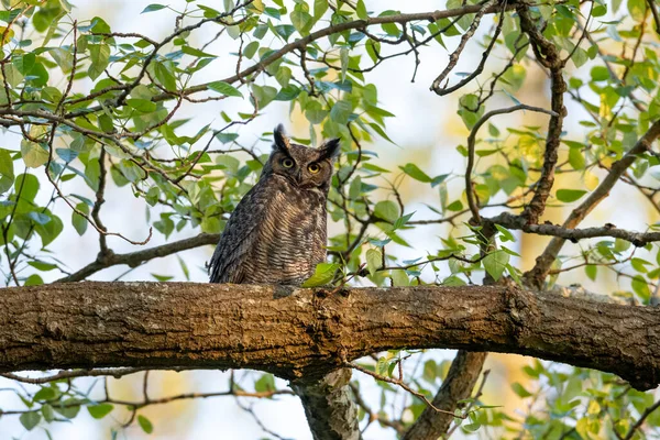 Great Horned Owl Delta Canada — Stock Photo, Image