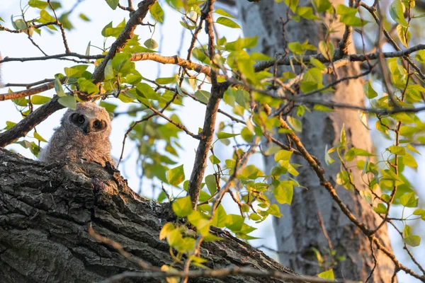 Gran Nido Búho Con Cuernos Lechuza Delta Canadá — Foto de Stock