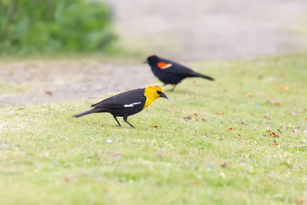 リッチモンドの黄色の頭の黒い鳥Bcカナダ — ストック写真