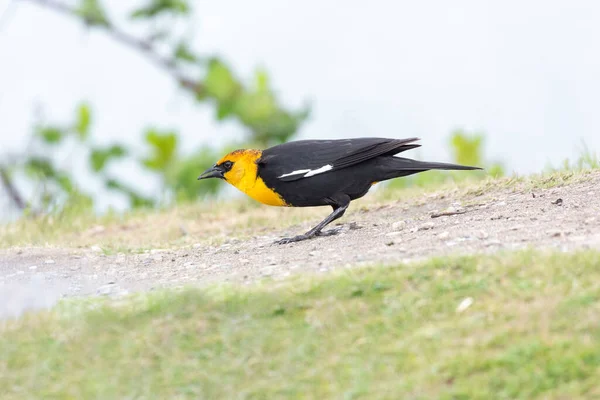 Yellow Headed Blackbird Richmond Canada — Stock Photo, Image