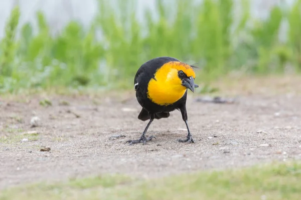 Yellow Headed Blackbird Richmond Canada — Stock Photo, Image