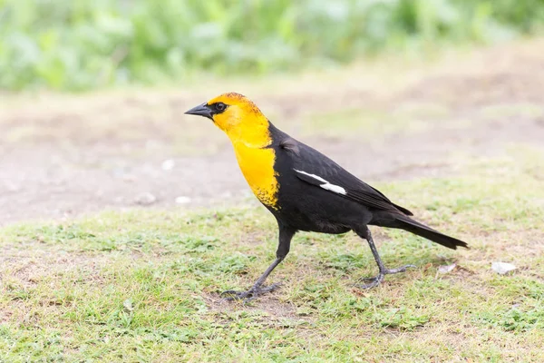 リッチモンドの黄色の頭の黒い鳥Bcカナダ — ストック写真