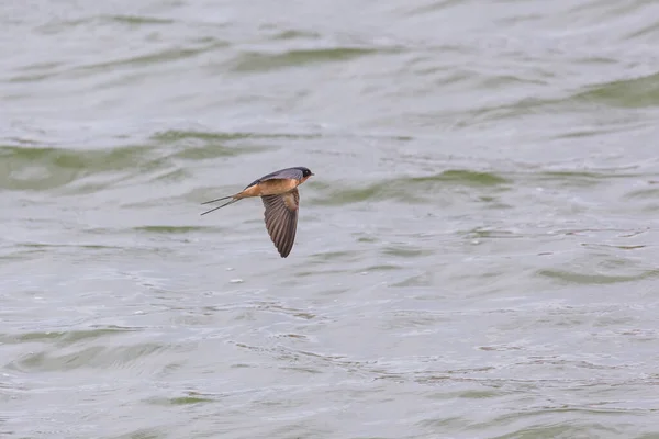 Oiseau Hirondelle Grange Volant Richmond Canada — Photo