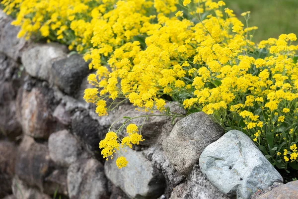 Żółty Musztarda Kwiat Kamień Ściany Użytku Tle — Zdjęcie stockowe