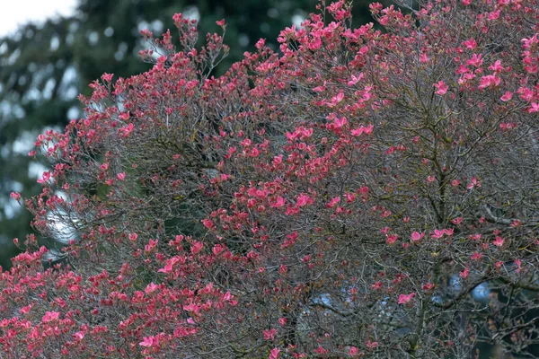 Ροζ Δέντρο Dogwood Στο Βανκούβερ Καναδά — Φωτογραφία Αρχείου