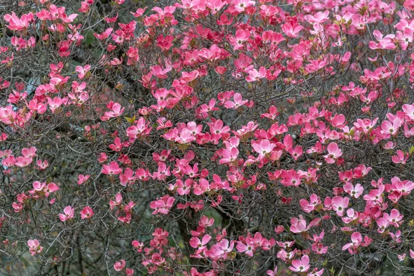 Różowe Drzewo Dogwood Vancouver Kanada — Zdjęcie stockowe