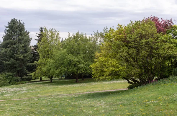 Natur Baum Grüne Landschaft Zur Hintergrundnutzung — Stockfoto