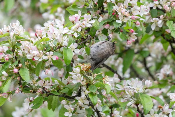 Uccello Bushtit Americano Vancouver Canada — Foto Stock