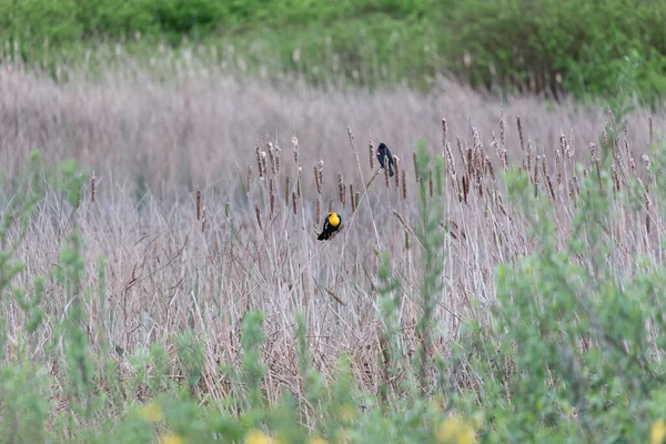 加拿大里士满不列颠哥伦比亚省黄头黑鸟和红翅黑鸟 — 图库照片