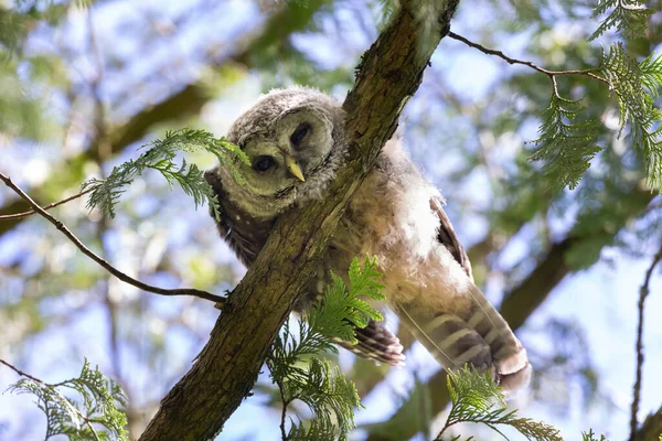 Barred Owl Nest Owlet Delta Canada — Stock Photo, Image