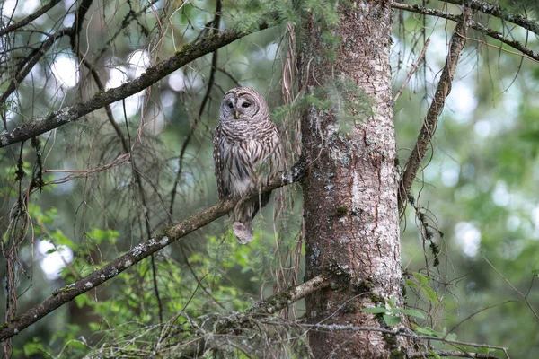 Barred Uggla Fågel Surrey Kanada — Stockfoto