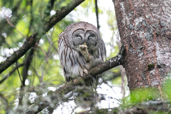 サリーのフクロウ鳥 Canada — ストック写真