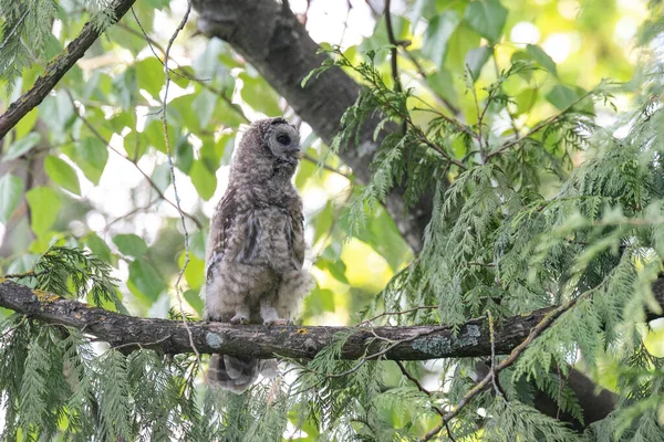 Barred Owl Nest Owlet Delta Canada — Stock Photo, Image