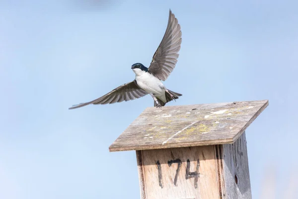 リッチモンドの木は鳥を飲み込む Canada ストック写真