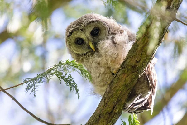 デルタでフクロウの巣とフクロウを禁止 Canada ロイヤリティフリーのストック画像