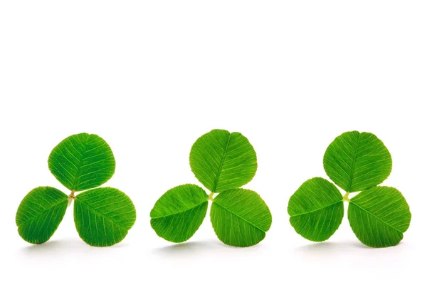 Green clover leaves. — Stock Photo, Image